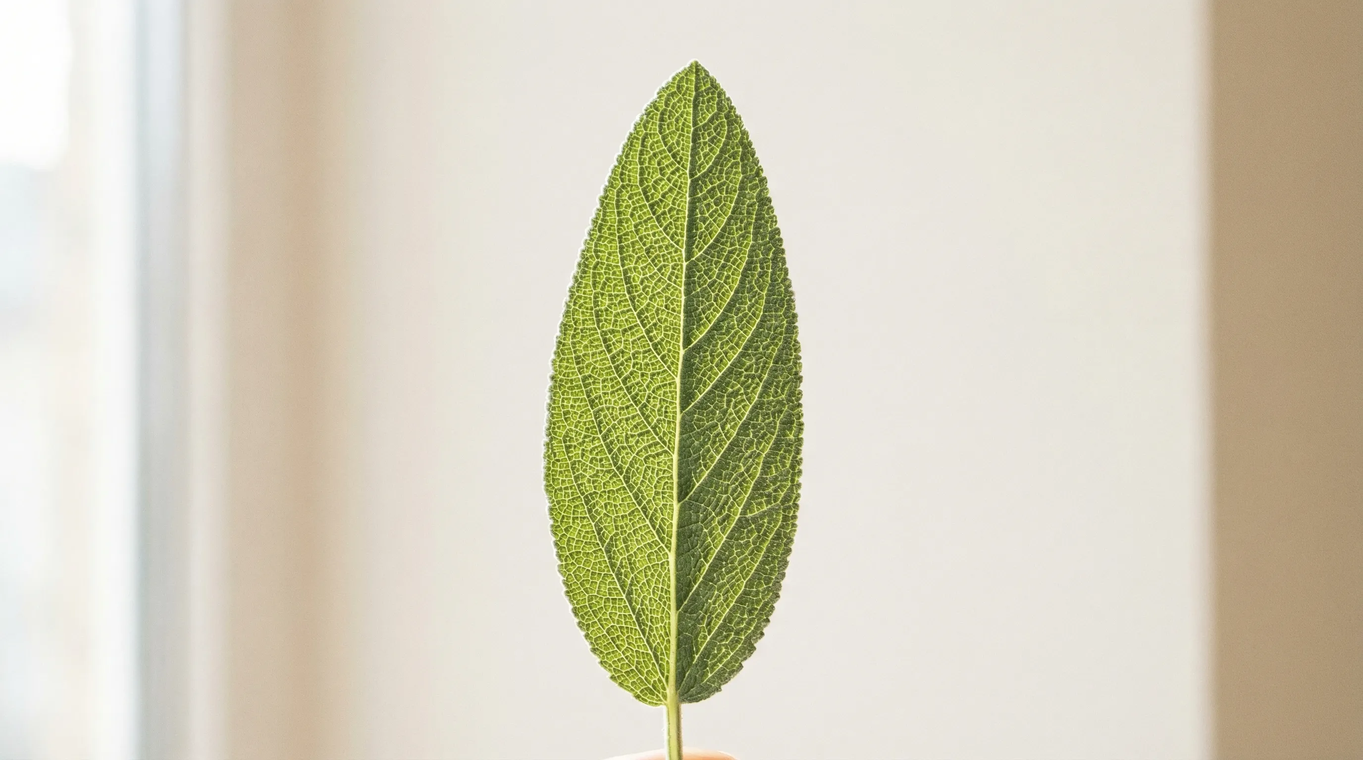 自然光に透けるセージの葉の繊細な葉脈